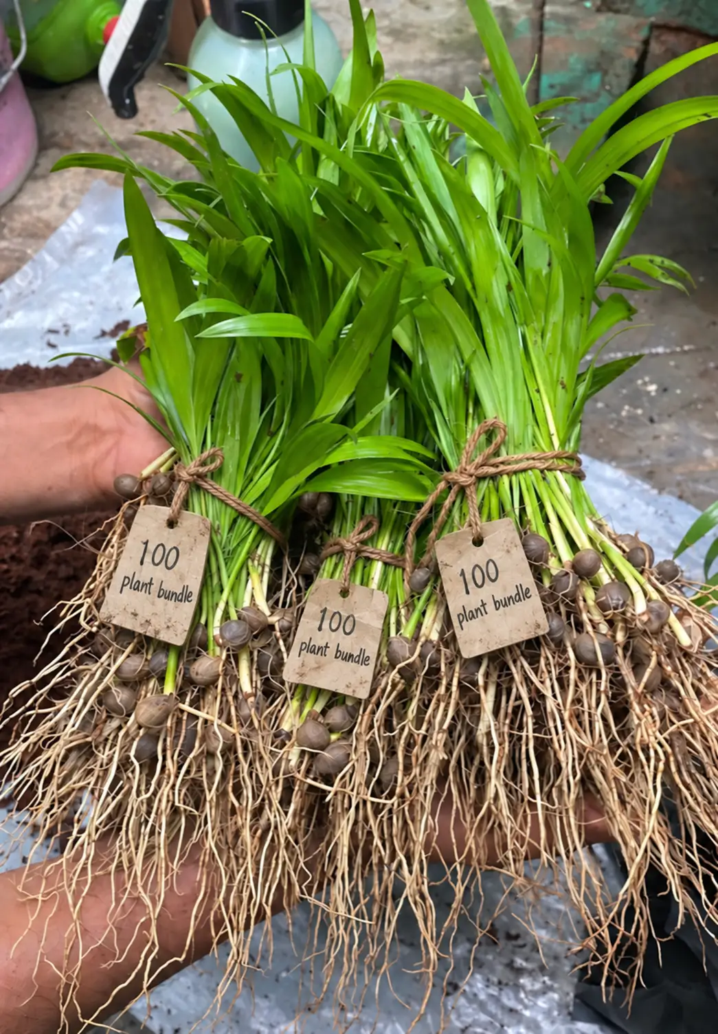 Baby Areca Palm wholesale bundles, 100 plants per bundle